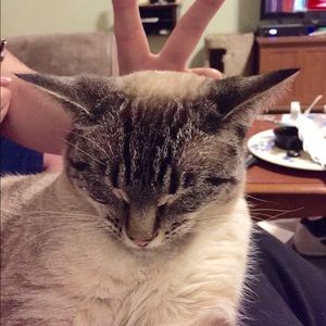 Meet your Posher, Talya