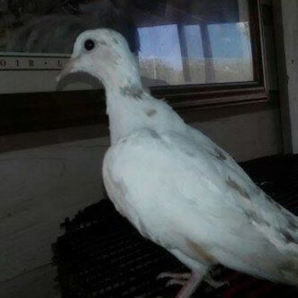 Meet your Posher, Cathy