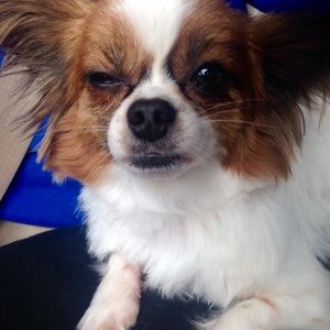 Meet your Posher, Shelby