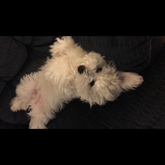 Meet your Posher, Dasi - Picture 3 of 4