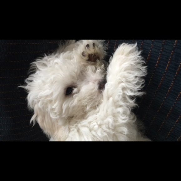 Meet your Posher, Dasi - Picture 4 of 4