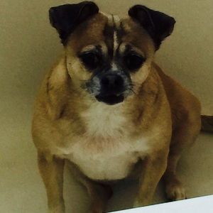 Meet your Posher, Susy