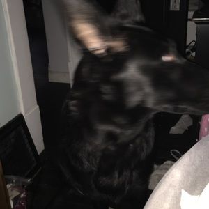 Meet your Posher, Elise