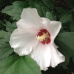 Meet your Posher, Carmen