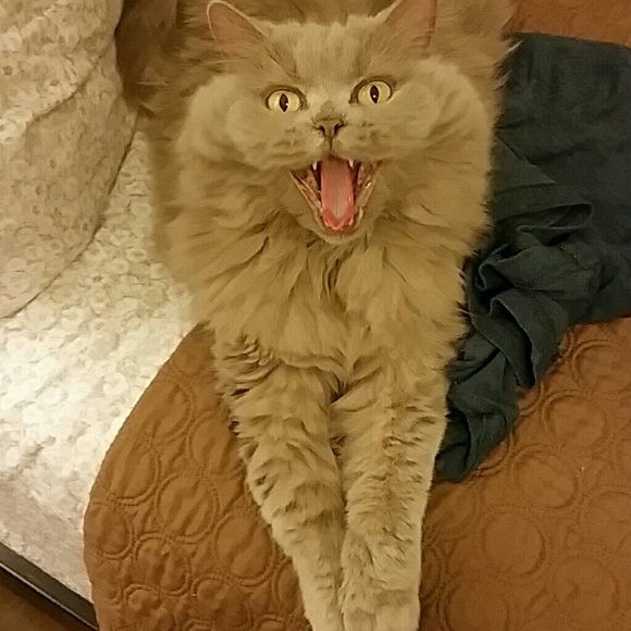 Posh Cat says hello! Make offers ladies :)