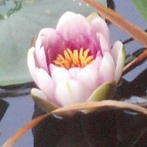 Meet your Posher, Deborah