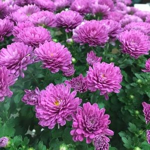 Meet your Posher, Kara