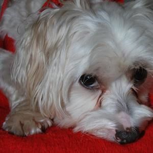 Meet your Posher, Tanya