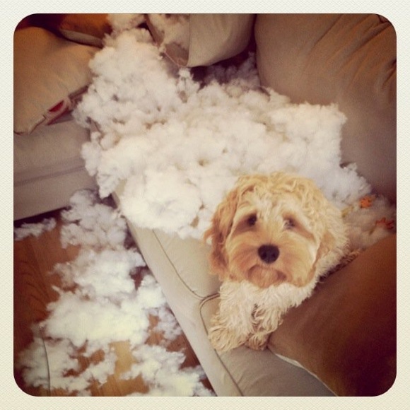 Meet your Posher, Kate - Picture 1 of 1