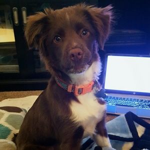 Meet your Posher, Abby