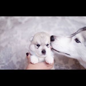 Meet your Posher, Jiang yi