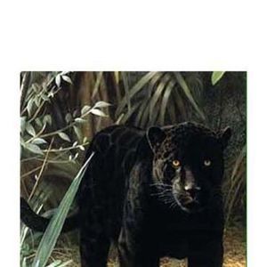 Meet your Posher, Guillermo