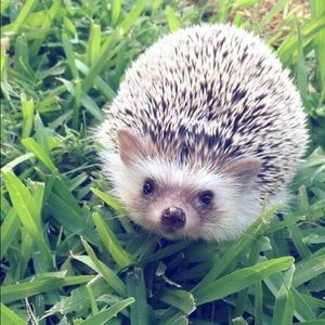 Meet your Posher, Amy