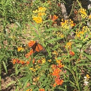 Meet your Posher, Dulce