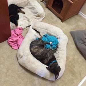 Meet your Posher, Roxanne