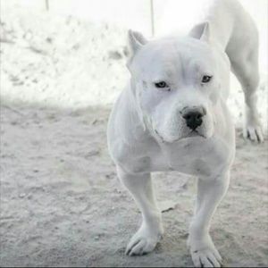 Meet your Posher, Warren