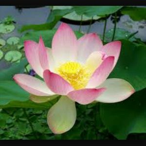 Meet your Posher, Keahi