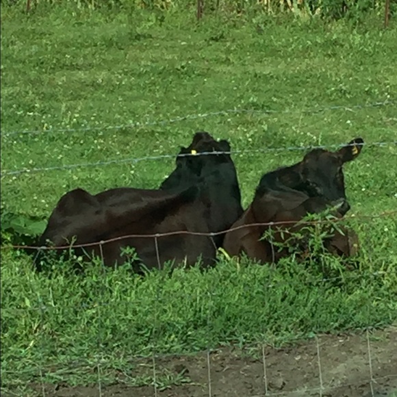 Meet your Posher, Jada - Picture 1 of 1