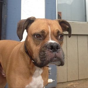 Meet your Posher, Tommie