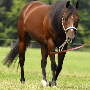 Meet your Posher, Riley