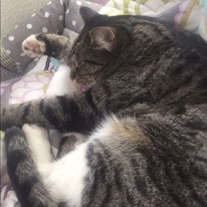 Meet your Posher, Sam