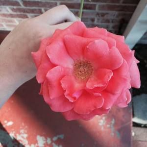 Meet your Posher, Alexandra