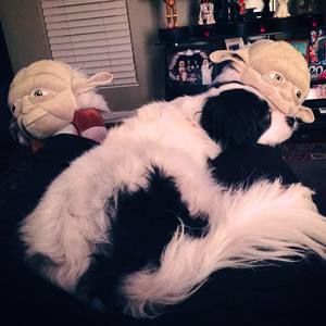 Meet your Posher, Roxanne