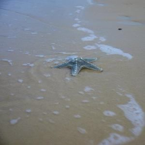 Meet your Posher, Zi ying