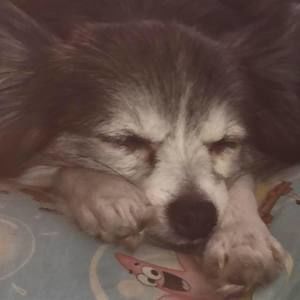 Meet your Posher, Seng