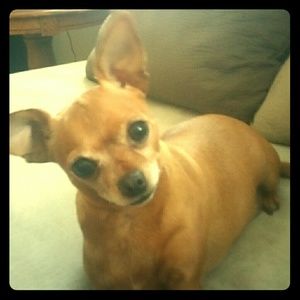 Meet your Posher, Jolene