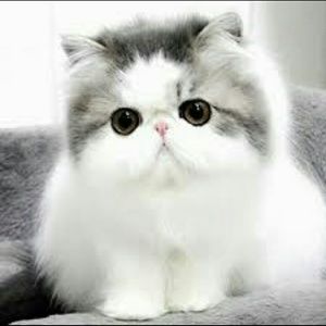 Meet your Posher, Beverly