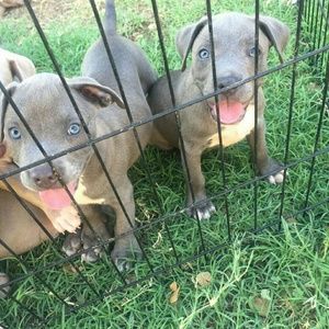 Meet your Posher, Corina