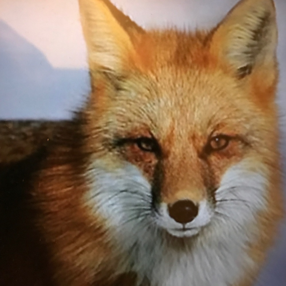 Meet your Posher, Tamara