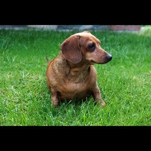 Meet your Posher, Wendy