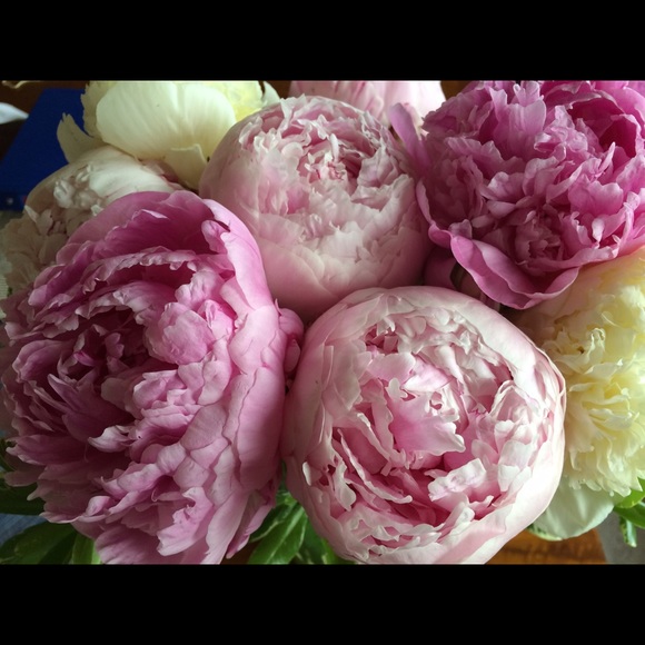 Meet your Posher, Caitlin - Picture 1 of 1