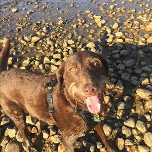 Meet your Posher, Trace