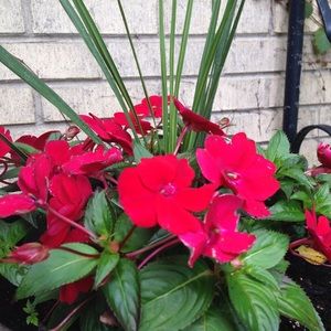 Meet your Posher, Anne