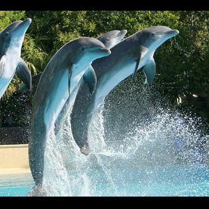 Meet your Posher, Chandra