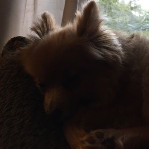 Meet your Posher, Tracey