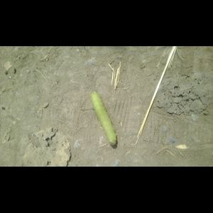 Meet your Posher, Kassandra