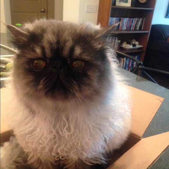 Meet your Posher, Chelsey - Picture 1 of 1