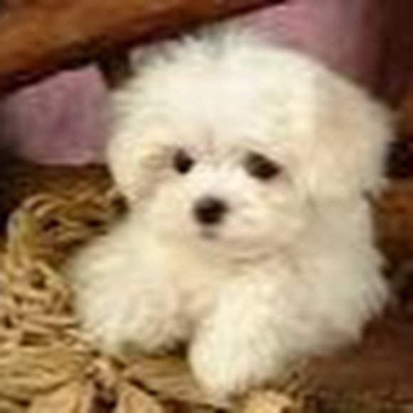 Meet your Posher, Chloe - Picture 1 of 1