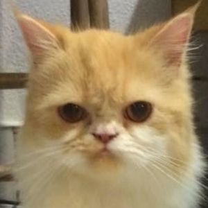 Meet your Posher, Gee