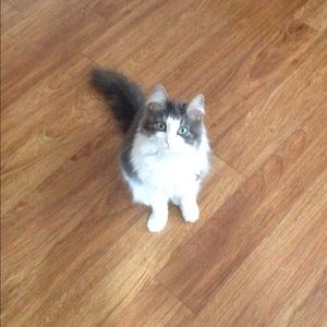 Meet your Posher, Dora