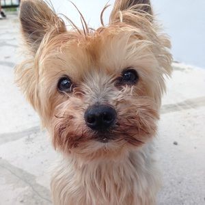 Meet your Posher, Yani