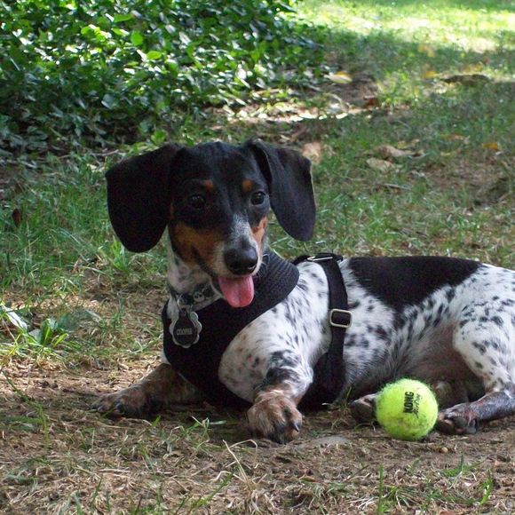 Meet your Posher, Fran - Picture 1 of 1