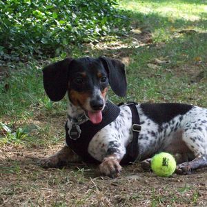 Meet your Posher, Fran