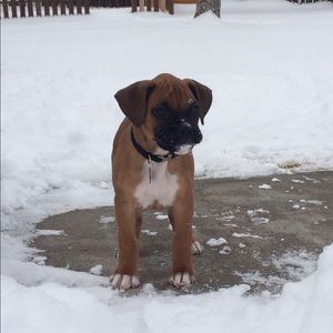 Meet your Posher, Morgan