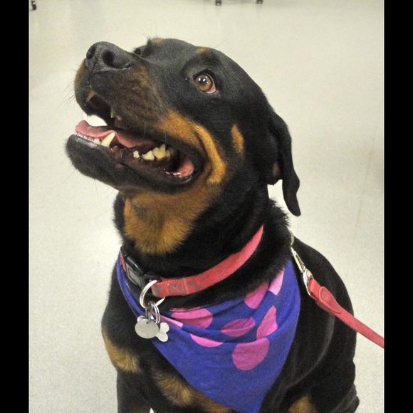 Meet your Posher, Melissa - Picture 4 of 4