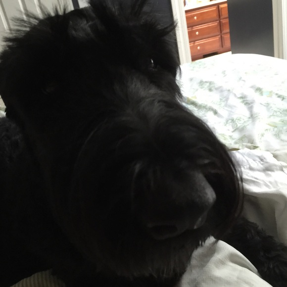 Meet your Posher, Hollie - Picture 1 of 1